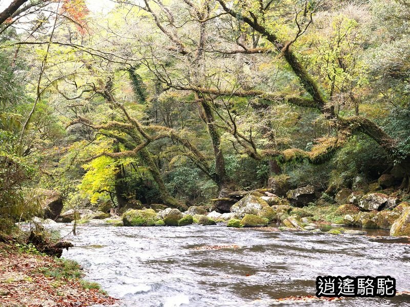 廣河原橋上游超滿喫-日本駱駝