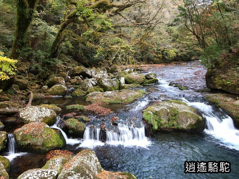 廣河原橋上游超滿喫-日本駱駝