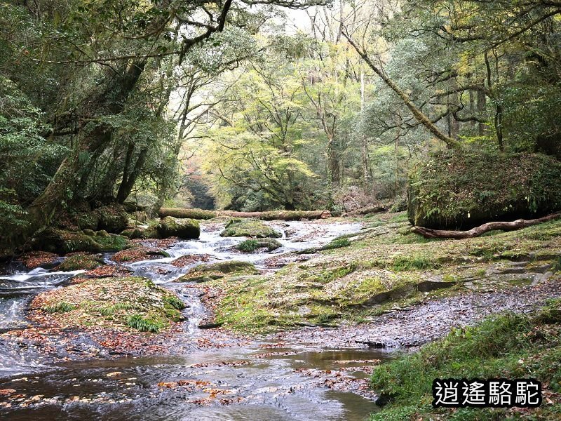 廣河原橋上游超滿喫-日本駱駝