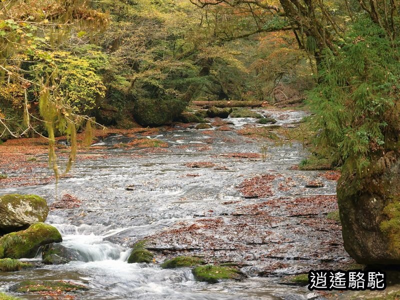 廣河原橋上游超滿喫-日本駱駝