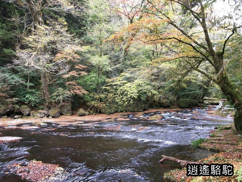 廣河原橋上游超滿喫-日本駱駝