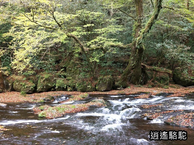 廣河原橋上游超滿喫-日本駱駝