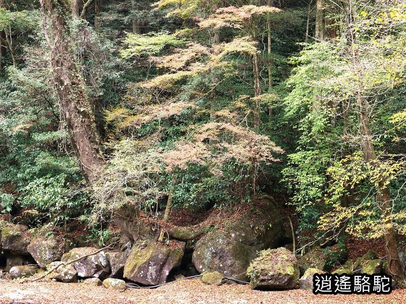 廣河原橋上游超滿喫-日本駱駝