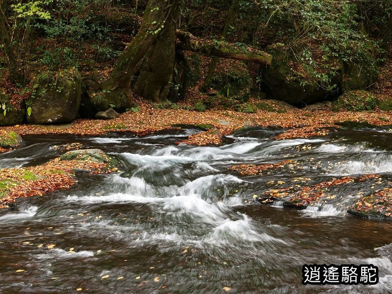 廣河原橋上游超滿喫-日本駱駝