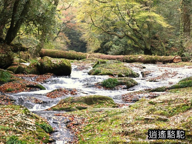 廣河原橋上游超滿喫-日本駱駝