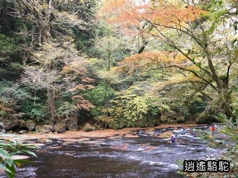 廣河原橋上游超滿喫-日本駱駝