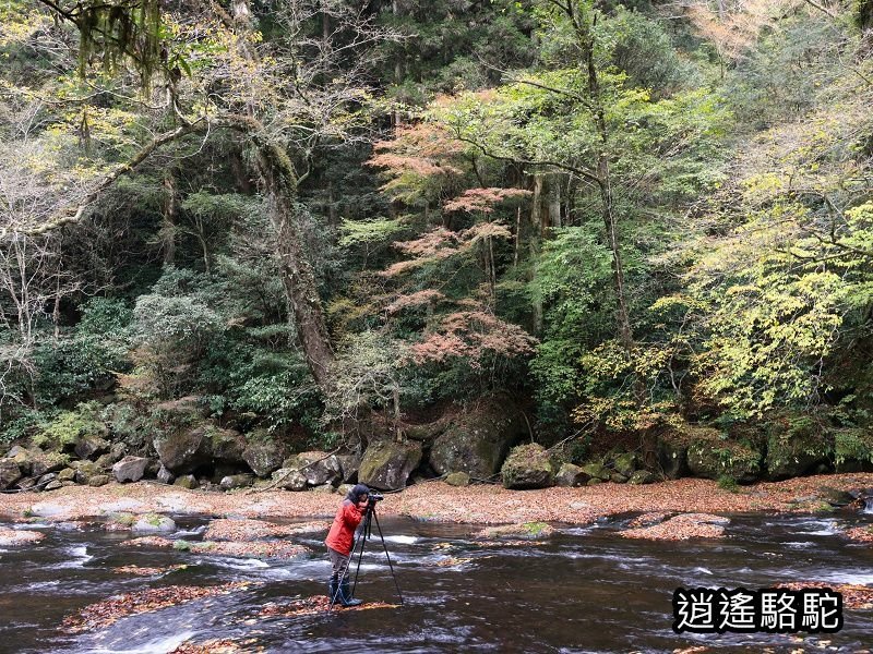 廣河原橋上游超滿喫-日本駱駝