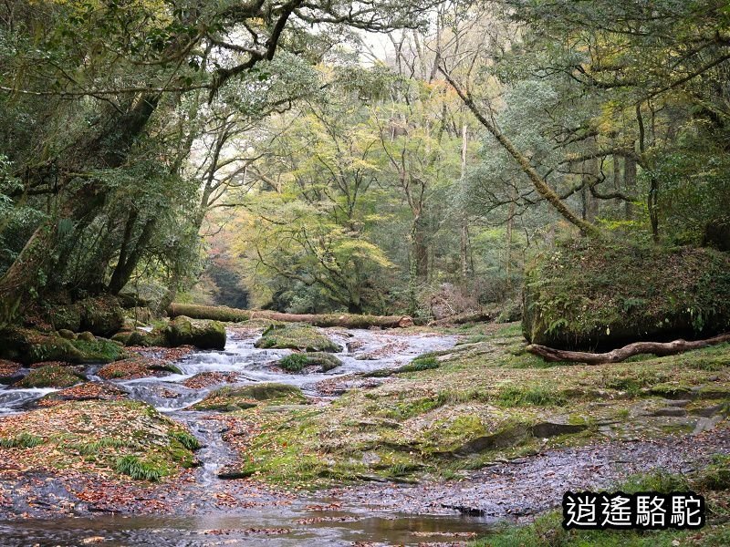 廣河原橋上游超滿喫-日本駱駝