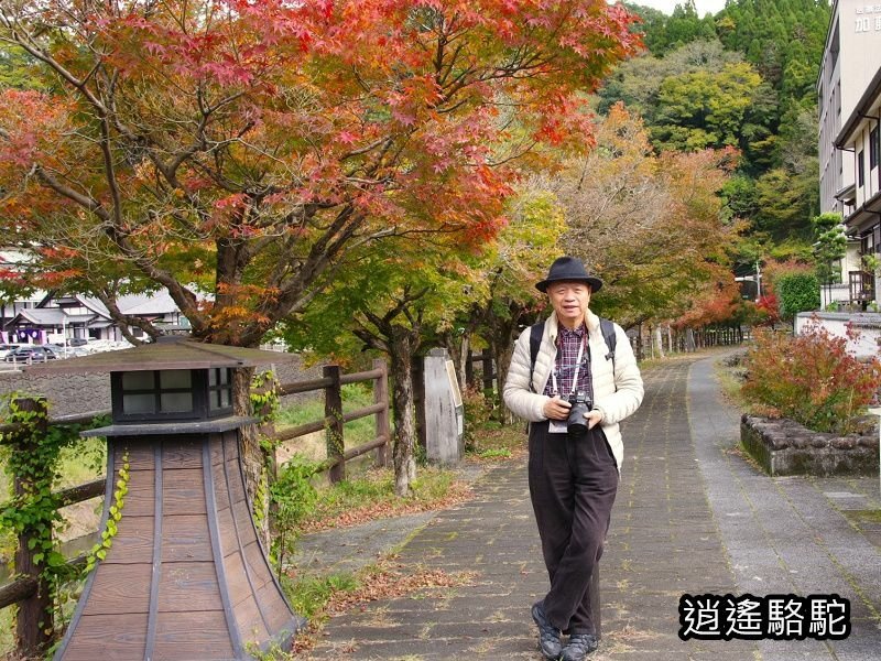 搭阿蘇男孩到豐後竹田車站-日本駱駝