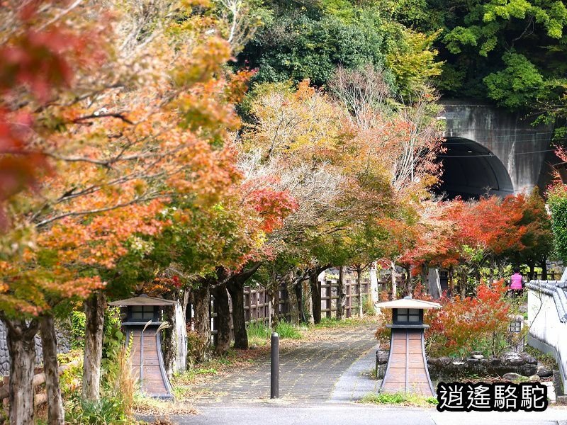 搭阿蘇男孩到豐後竹田車站-日本駱駝