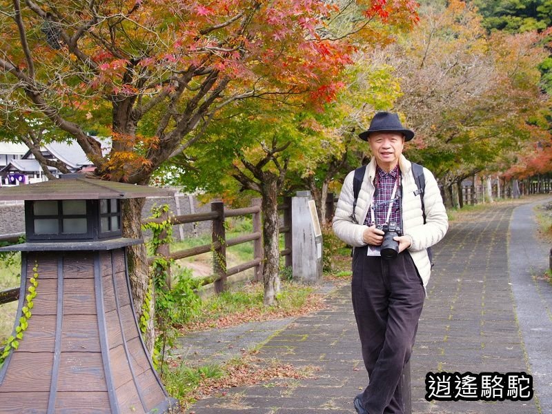 搭阿蘇男孩到豐後竹田車站-日本駱駝