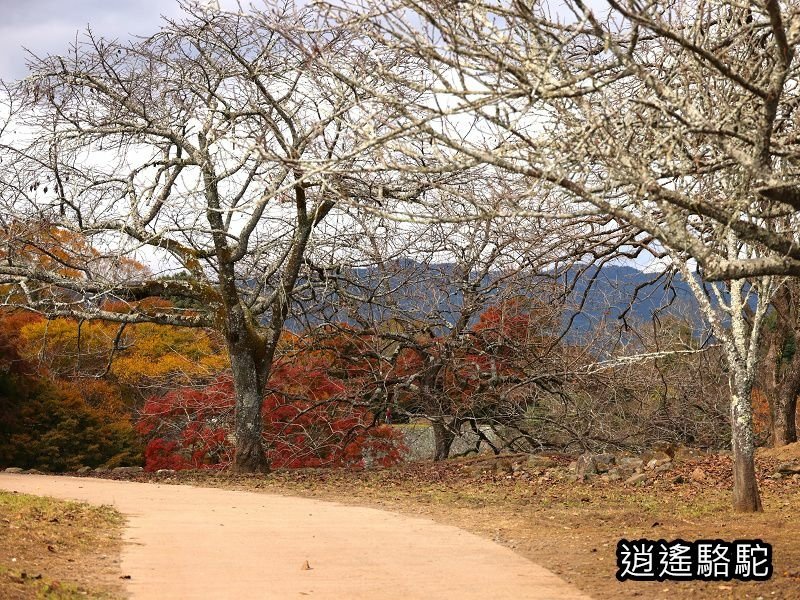 西の丸跡(岡城跡)-日本駱駝