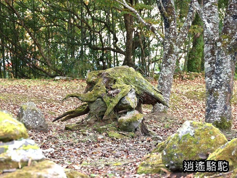 西の丸跡(岡城跡)-日本駱駝