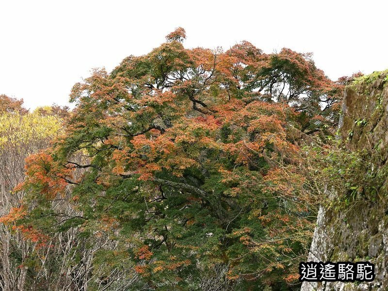 中川覺左衛門屋敷跡(岡城跡)-日本駱駝