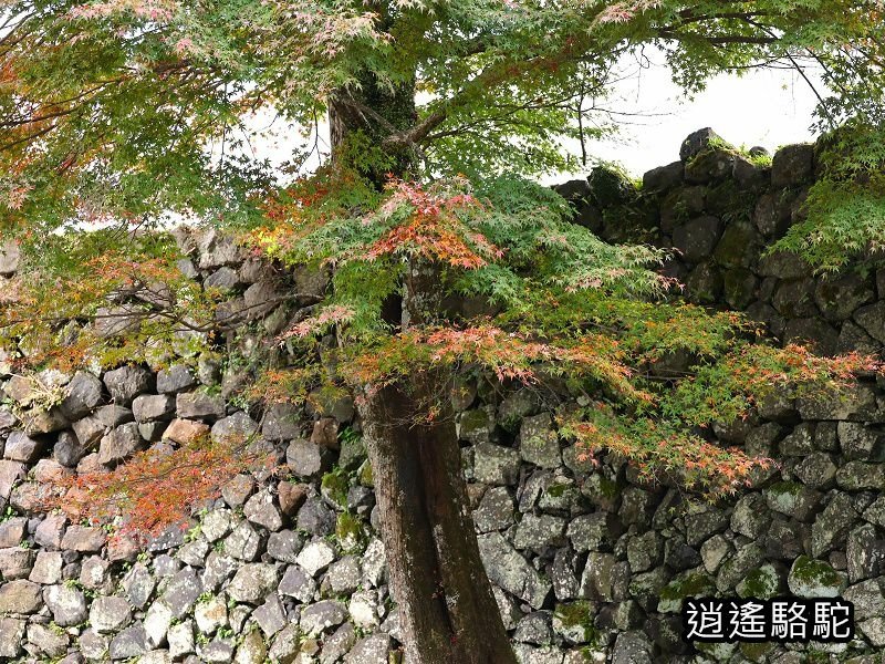 中川覺左衛門屋敷跡(岡城跡)-日本駱駝