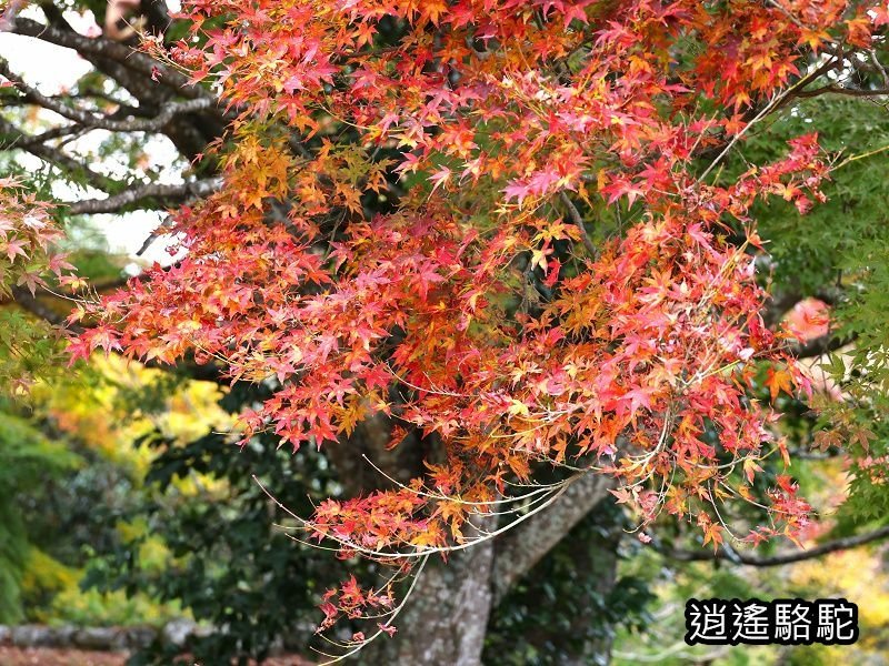 中川覺左衛門屋敷跡(岡城跡)-日本駱駝