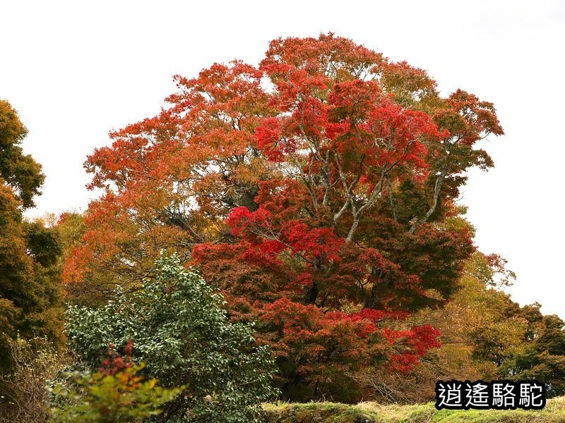 中川覺左衛門屋敷跡(岡城跡)-日本駱駝