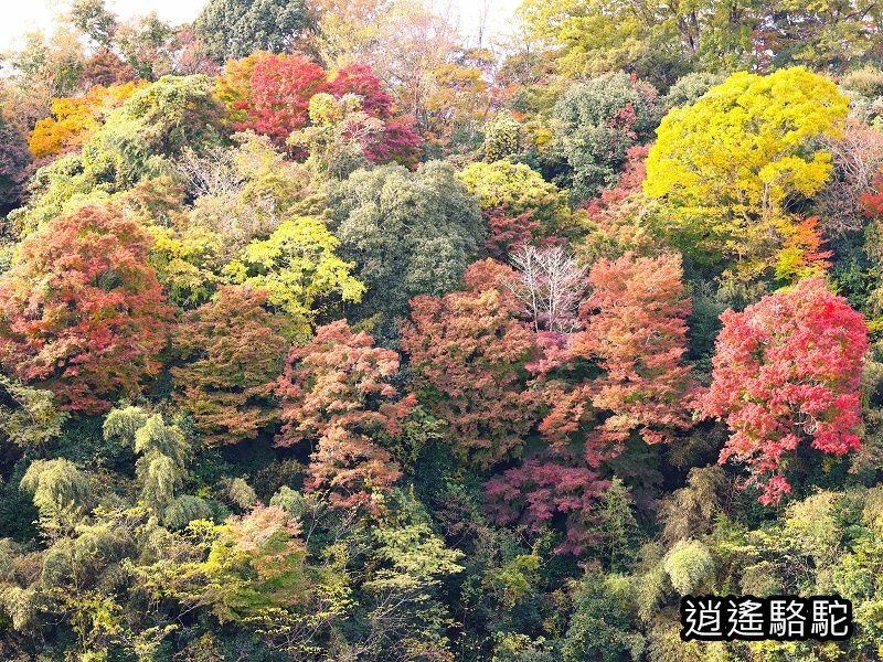 貫木門、太鼓櫓(岡城跡) -日本駱駝