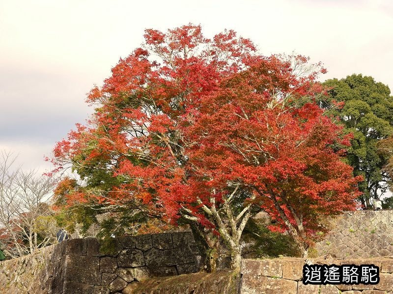 貫木門、太鼓櫓(岡城跡) -日本駱駝