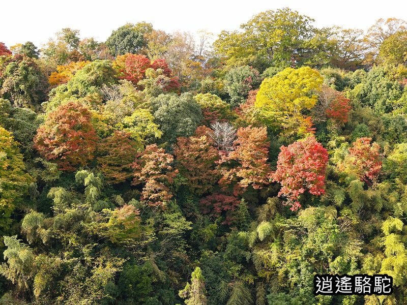 貫木門、太鼓櫓(岡城跡) -日本駱駝