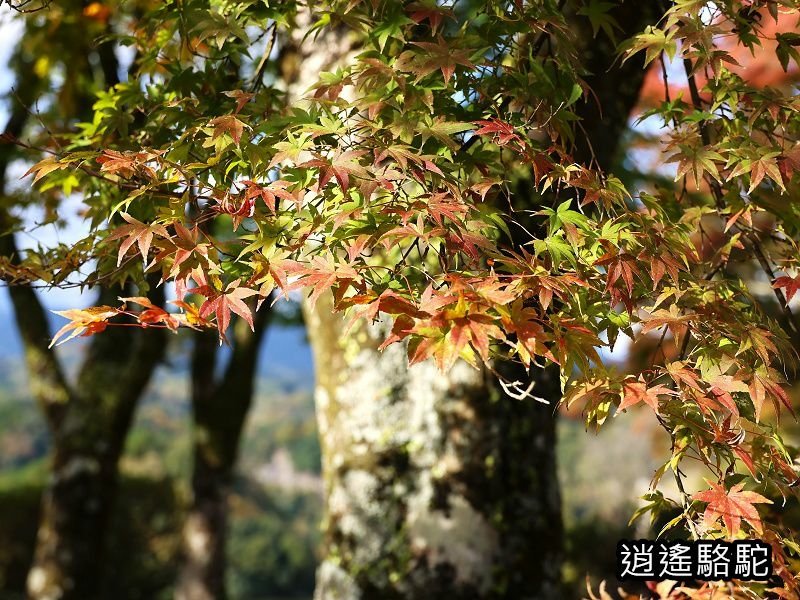 瀧廉太郎像(岡城跡) -日本駱駝