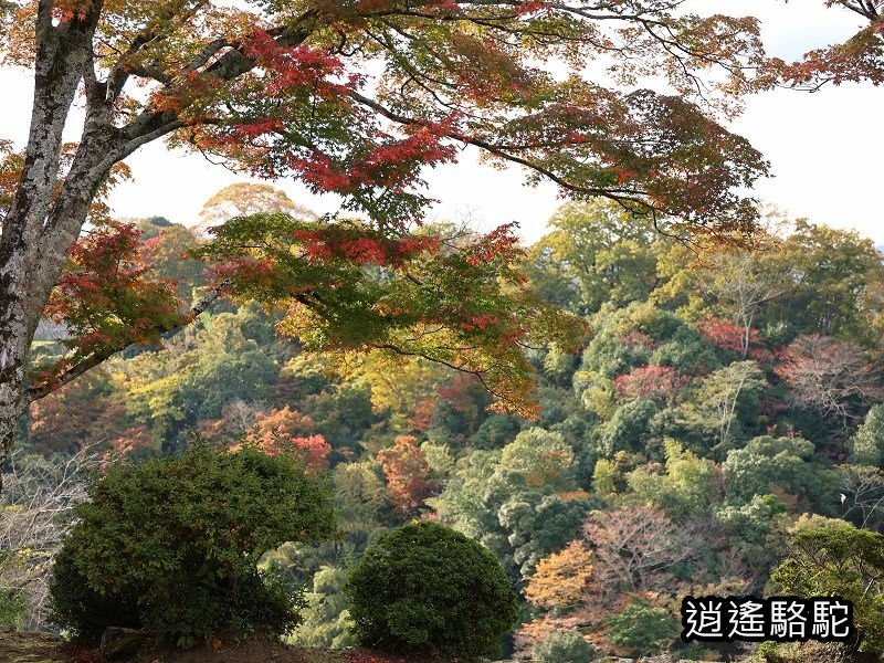 瀧廉太郎像(岡城跡) -日本駱駝