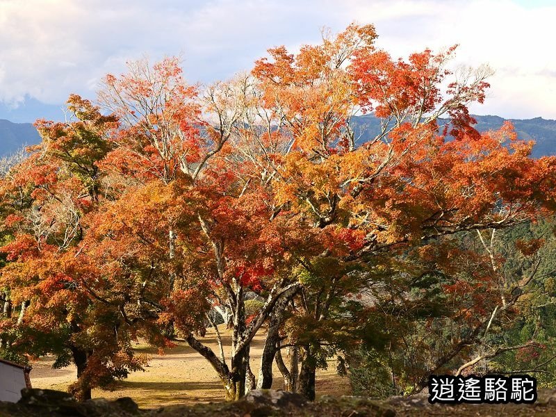 本丸跡(岡城跡) -日本駱駝