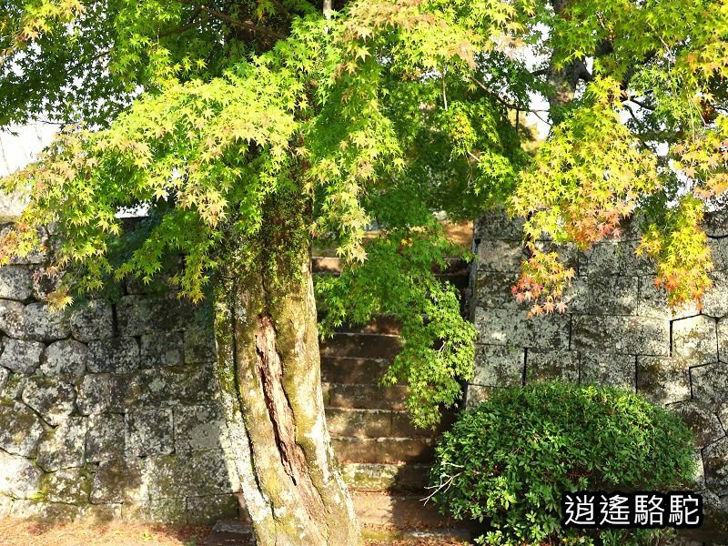 本丸跡(岡城跡) -日本駱駝