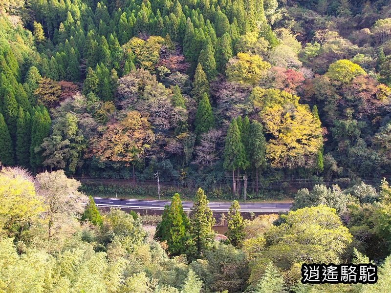 本丸跡(岡城跡) -日本駱駝