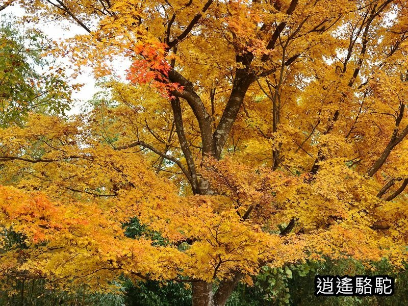 下原門(しもばるもん)跡(岡城跡)-日本駱駝