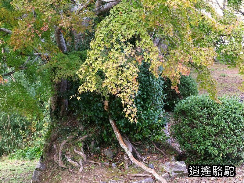 下原門(しもばるもん)跡(岡城跡)-日本駱駝