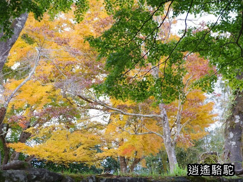 下原門(しもばるもん)跡(岡城跡)-日本駱駝