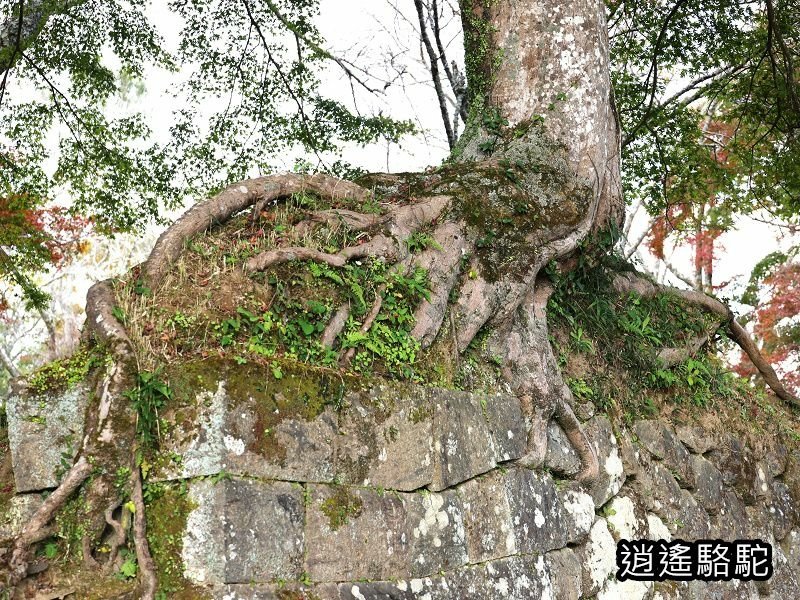 下原門(しもばるもん)跡(岡城跡)-日本駱駝