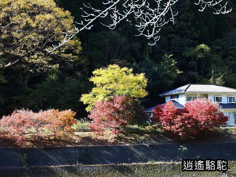 耶馬溪自行車總站(サイクリングターミナル)-日本駱駝