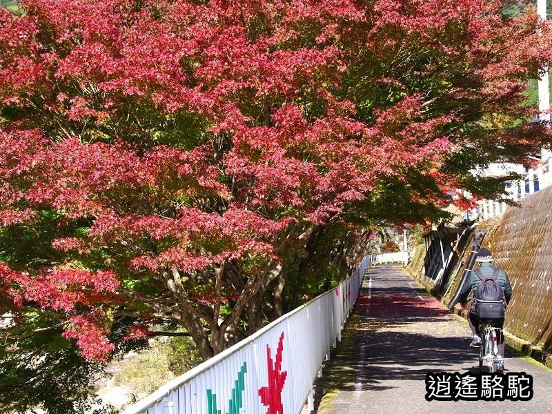 耶馬溪自行車總站(サイクリングターミナル)-日本駱駝