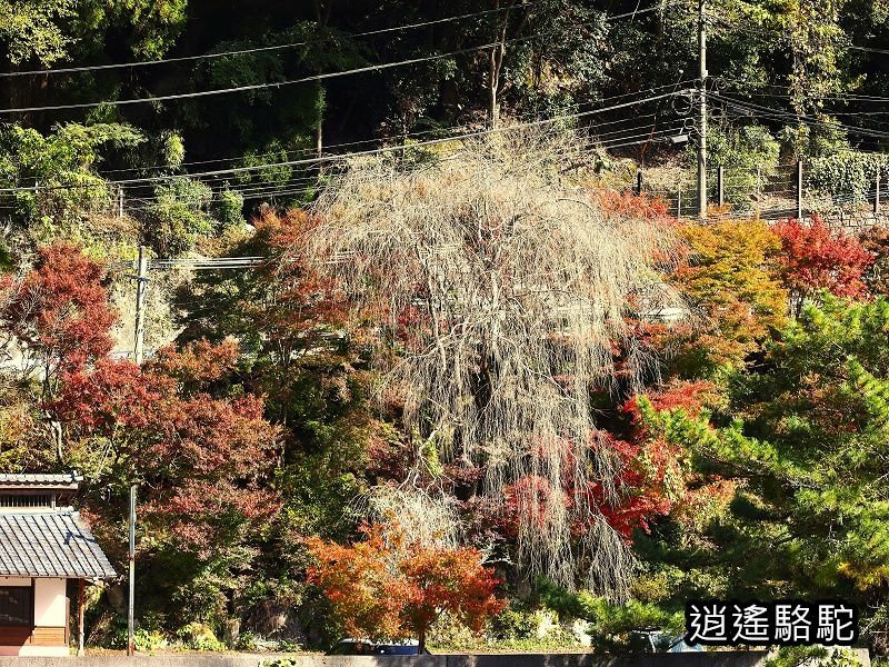 第二山國川橋(耶馬溪自行車道)-日本駱駝