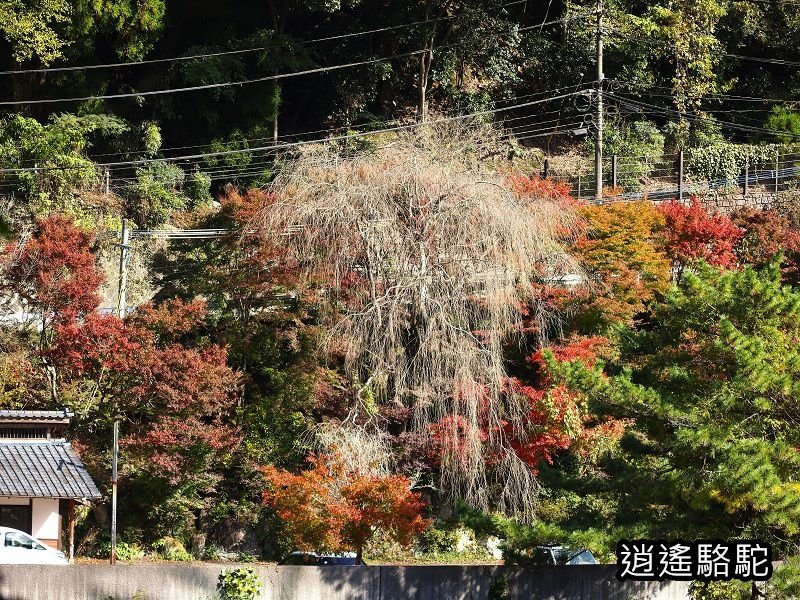 第二山國川橋(耶馬溪自行車道)-日本駱駝