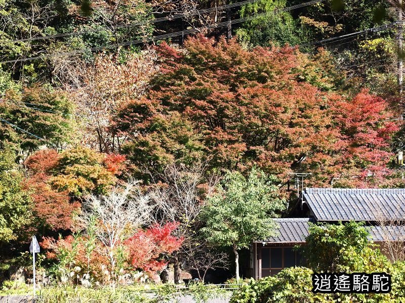 第二山國川橋(耶馬溪自行車道)-日本駱駝