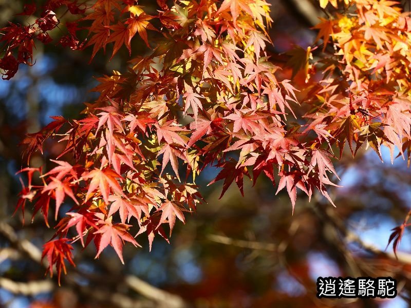 烏帽子岳、紅楓(耶馬溪自行車道)-日本駱駝