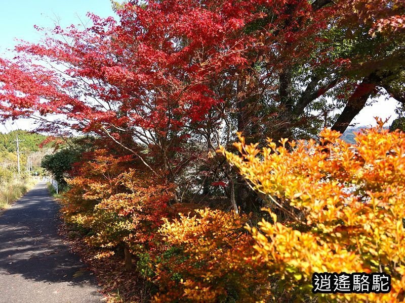 烏帽子岳、紅楓(耶馬溪自行車道)-日本駱駝