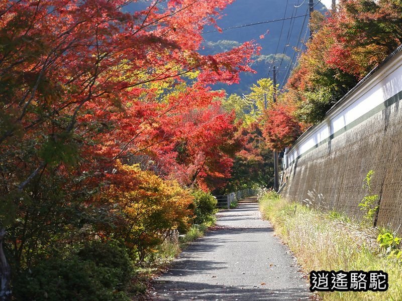 烏帽子岳、紅楓(耶馬溪自行車道)-日本駱駝