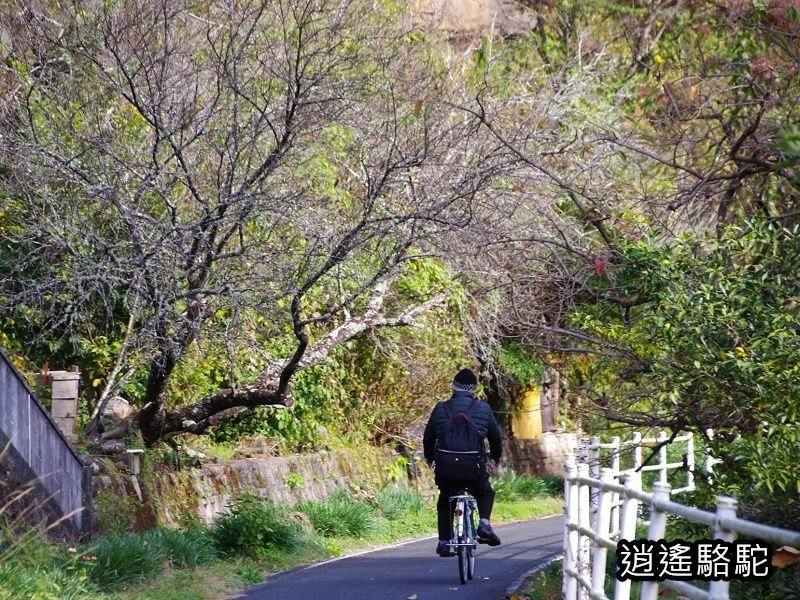 烏帽子岳、紅楓(耶馬溪自行車道)-日本駱駝