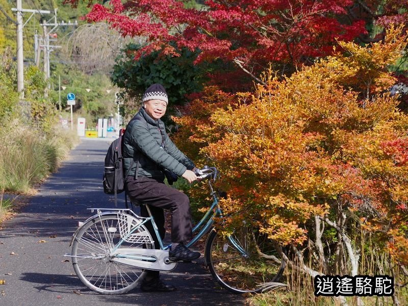 烏帽子岳、紅楓(耶馬溪自行車道)-日本駱駝