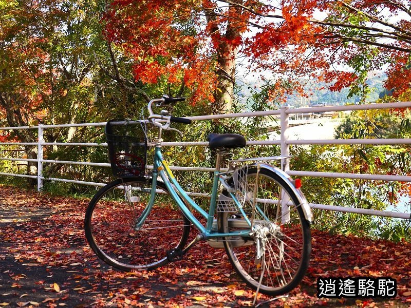 烏帽子岳、紅楓(耶馬溪自行車道)-日本駱駝