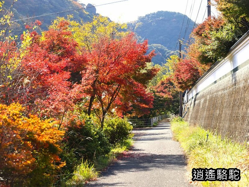 烏帽子岳、紅楓(耶馬溪自行車道)-日本駱駝