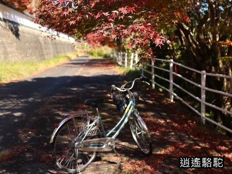 烏帽子岳、紅楓(耶馬溪自行車道)-日本駱駝