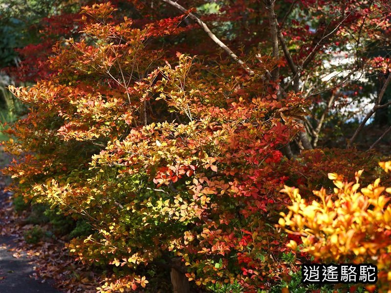 烏帽子岳、紅楓(耶馬溪自行車道)-日本駱駝