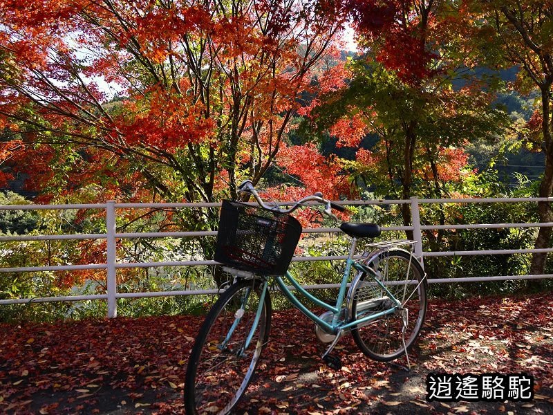 烏帽子岳、紅楓(耶馬溪自行車道)-日本駱駝