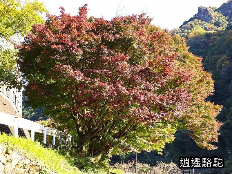 烏帽子岳、紅楓(耶馬溪自行車道)-日本駱駝