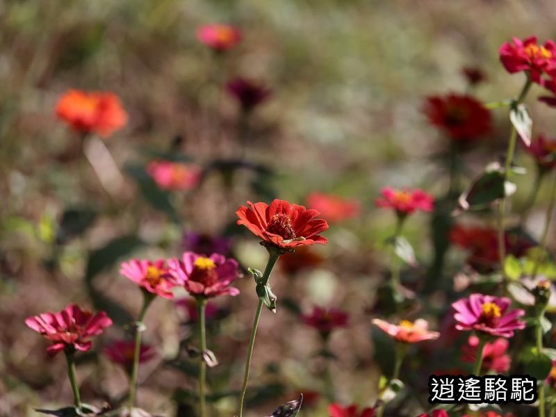 烏帽子岳、紅楓(耶馬溪自行車道)-日本駱駝